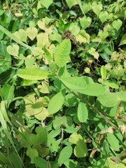 Crotalaria retusa