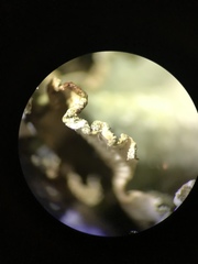 Punctelia caseana