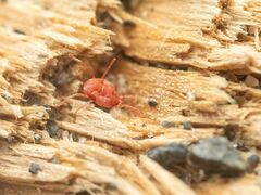 Trombidioidea