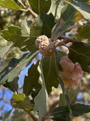 Andricus crystallinus