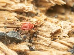Trombidioidea