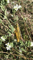 Melanoplus bivittatus