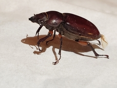 Lucanus capreolus