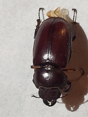 Lucanus capreolus
