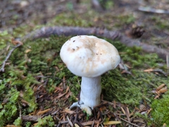 Russula crassotunicata