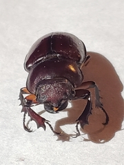 Lucanus capreolus