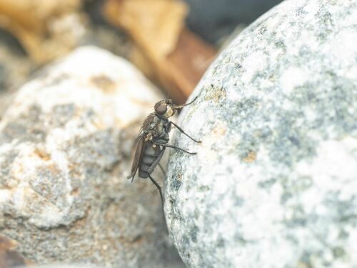 Fucellia separata