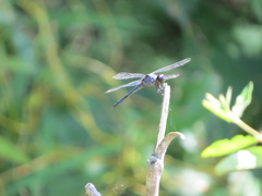 Libellula incesta