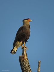 Caracara plancus