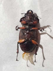 Lucanus capreolus