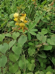 Crotalaria retusa