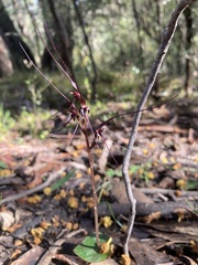 Acianthus caudatus