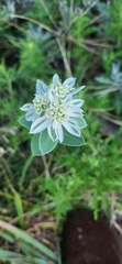 Euphorbia marginata