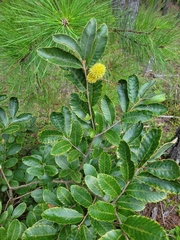 Castanea