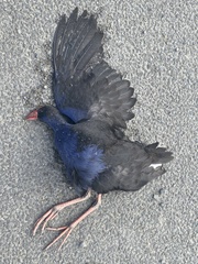 Porphyrio melanotus melanotus