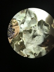 Punctelia caseana