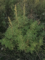 Artemisia gmelinii