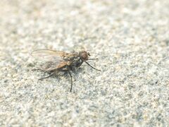 Fucellia