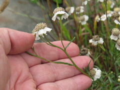 Achillea ptarmica