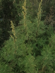 Artemisia gmelinii