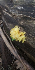 Tremella fuciformis