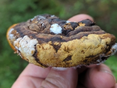 Trichoderma pulvinatum