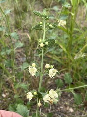 Tetraclea coulteri