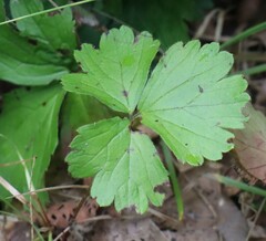 Waldsteinia fragarioides