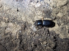 Odontotaenius disjunctus