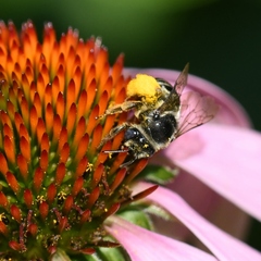 Anthophila