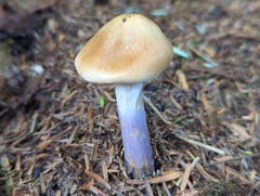 Cortinarius seidliae