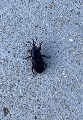 Scyphophorus acupunctatus