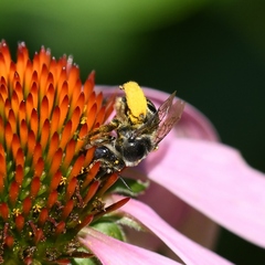 Anthophila