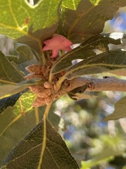 Cynips douglasii