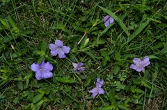 Ruellia caroliniensis