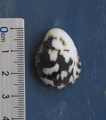 Nerita albicilla
