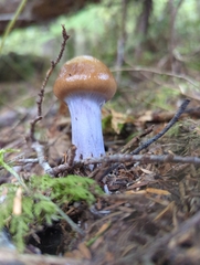 Cortinarius seidliae