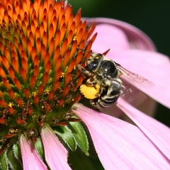 Anthophila