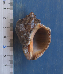 Rapana venosa