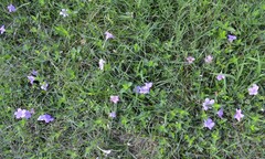 Ruellia caroliniensis