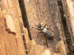 Chersodromia parallela