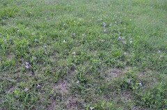 Ruellia caroliniensis