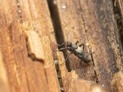 Chersodromia parallela