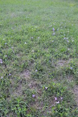 Ruellia caroliniensis