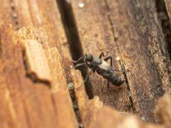 Chersodromia parallela