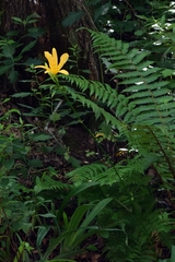 Hemerocallis hakuunensis