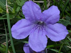 Ruellia caroliniensis