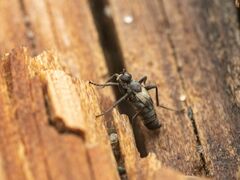 Chersodromia parallela