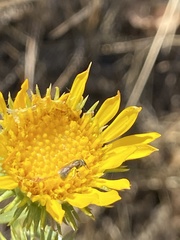 Anthophila