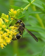 Ancistrocerus antilope